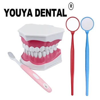 Модел Почистване на зъбите на Обучение Модел на Изследване на структурата на зъбите, устната Кухина и Образователна практика, зъболекар Проучване на Обучение